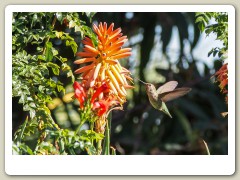 Hummingbirds-January-2014-400