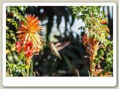 Hummingbirds-January-2014-401