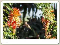 Hummingbirds-January-2014-402