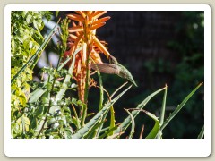 Hummingbirds-January-2014-403