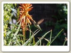 Hummingbirds-January-2014-404