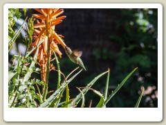 Hummingbirds-January-2014-406