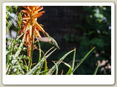 Hummingbirds-January-2014-408