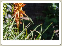 Hummingbirds-January-2014-410