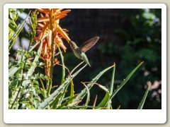 Hummingbirds-January-2014-411