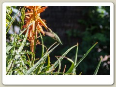 Hummingbirds-January-2014-412