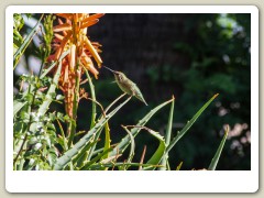 Hummingbirds-January-2014-413