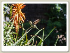 Hummingbirds-January-2014-414