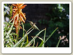 Hummingbirds-January-2014-415