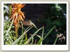 Hummingbirds-January-2014-416