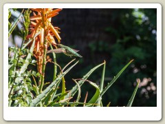 Hummingbirds-January-2014-417