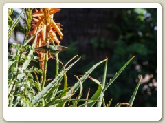 Hummingbirds-January-2014-418