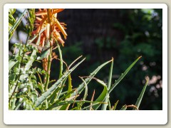 Hummingbirds-January-2014-419