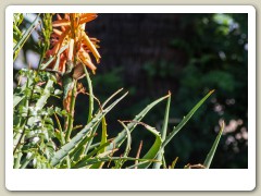 Hummingbirds-January-2014-422