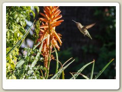 Hummingbirds-January-2014-423