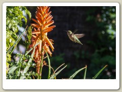 Hummingbirds-January-2014-424