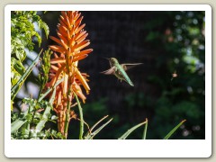 Hummingbirds-January-2014-425