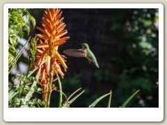 Hummingbirds-January-2014-426