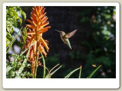 Hummingbirds-January-2014-427