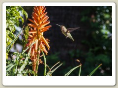 Hummingbirds-January-2014-428