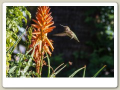 Hummingbirds-January-2014-429