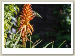 Hummingbirds-January-2014-430